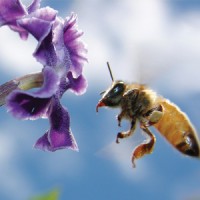 ผลิตภัณฑ์จากผึ้ง/ Bee Products